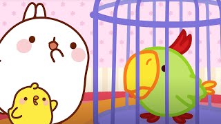 Burung beo | Kartun Lucu Anak Anak | Molang Bahasa