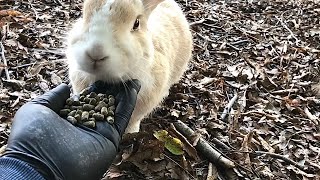 A wild rabbit that has opened its heart to humans