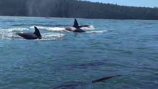 Orcas encounter while paddle boarding!