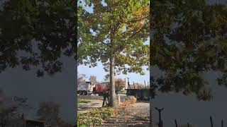 Bucket deep! Craning whole oak tree! YouTube short