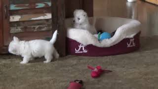 Westie Puppies Playing