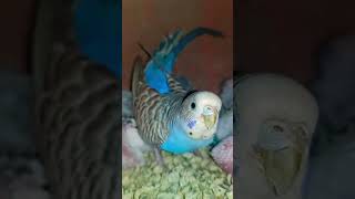 बजरी parrot#birds #breeding #progress # YouTube trending#birds #breeding progress#viralvideo