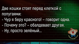 🔥Кит Плавает Вокруг Самки...Сборник Новых Смешных Анекдотов Про Животных,Для Супер Настроения!