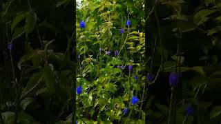 Kind of herbal plant #highlights #everyone #shorts #video #caption