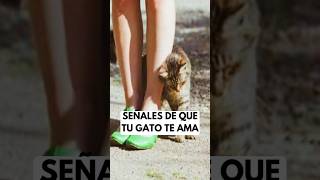 Señales de que tu Gato te Ama #shorts