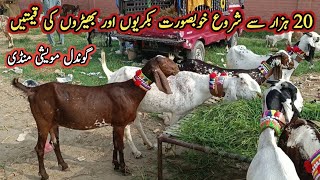 Different Beautiful Milking And Pregnant Goats Prices On Gondal Maweshi Mandi || My Life Channel