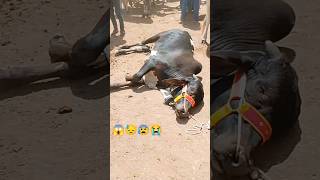 😭💔 malir mandi karachi cattle rates update | cow mandi 2024| #shortvideo #cowvideosco cow