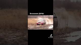 Видео №2 Внимание ДИЧЬ!