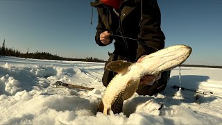 КРУПНАЯ ЩУКА НА ЖЕРЛИЦЫ. ЖИВУ В ПАЛАТКЕ ЗИМОЙ.