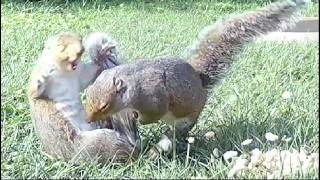 Nonstop backyard ACTION! Squirrels, crows, and groundhogs brawling and chasing each other