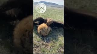 Golden Eagle's Hunt in Action #youtubeshorts #ytshorts #shorts #eagle #short #attacks #shortvidros