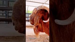 Kambing Lucu II Kambing Besar Lucu Warna Coklat II Suara Kambing Jantan #shorts #viral #kambinglucu