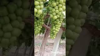 திராட்ச்சை🍇 தோட்டம் / Agriculture  of  🍇