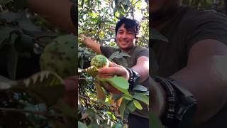 Philippines food #guava #biyabas #fruitpicking #greenfruits fruits from jungle #wildfruit