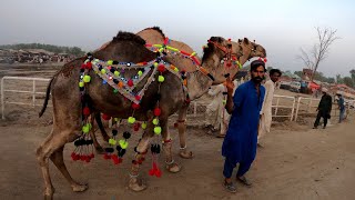 Mandi May Qurbani ke Janwer Ka Rate | Vlog | Sajid Road Life Vlog | SRLV