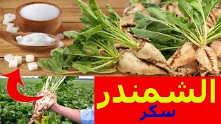 اجي تشوف الشمندر باش كايصايبو سكر البنجر فالقصر الكبير