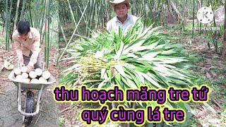 thu hoạch măng tre tứ quý cùng lá tre một lượt Tuấn Cần Thơ Vlog 2