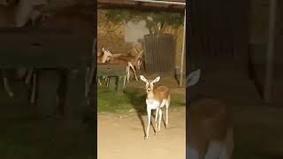 #shorts,#danzoodeeranimal,#ytviral,#shortfeed,#trendind wild.#youtubeshorts.