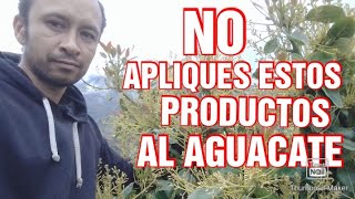 Aumenta la Producción de Aguacate Hass en menos Hectáreas Con estos Productos CLAVE