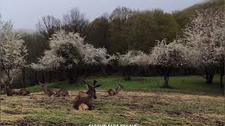 Iran, forest arasbaran, Aynalo