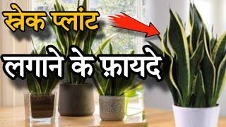 स्नैक प्लांट लगाने के फायदे, , जो आप नहीं जानते होंगे | Shocking Benefits Of Growing SNAKE PLANT 😃