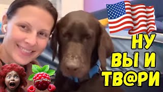 Big Big Family in the USA / Собак отдали /Тв@ри /Обзор /Жизнь в Америке /США Vlog