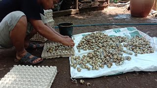 quail farming producing and collecting thousands of eggs everyday