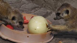 Jaderberg Tierpark an der Nordsee