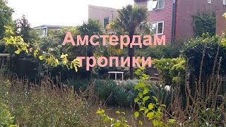 Амстердам флора и пальмы