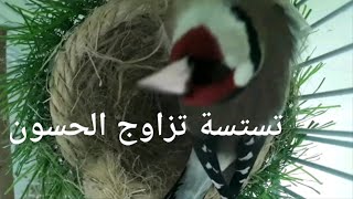 عندك أزواج حسون في القفص شغل لهم هذا المقطع