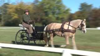 Claire Glenn Dressage Garden State CT 2013