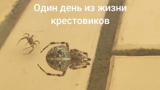 один день из жизни крестовиков к Каролине пришел жених