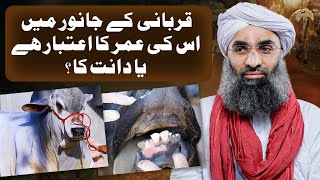 Qurbani Kay Janwar Ki Umar ka Atibar Hai Ya Dant Nikalne Ka | Maulana Ubaid Raza Attari