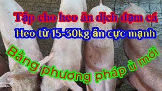 Tập cho heo từ 15-30kg dịch đạm cá ủ theo phương pháp mới, heo ăn cực mạnh, không tiêu chảy.