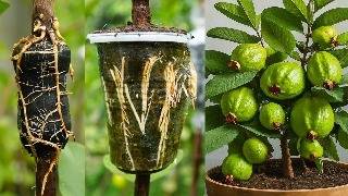 🌿Ready to grow your own guava tree at home? Great idea on how to propagating guava tree! #gardening