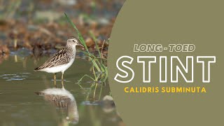 Long toed Stint - Calidris subminuta #birds #birdsofindia #nikonp950 #andaman #stint