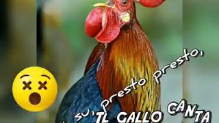 Il gallo del buongiorno