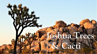 Joshua Trees and Cacti