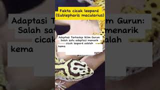 Fakta Cicak Leopard (Eublepharis macularius) #sorts #faktahewan #leopard #cicak