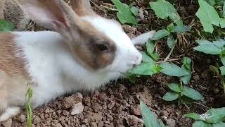 cutest bunny🐰 rabbit sleep💤😴 Video|| #rabbit