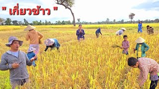 คนหายไปไหนหมด." เกี่ยวข้าววันนี้ไม่มีแสงแดด กับทีมงาน.🌾🌾🌾18/10/2024