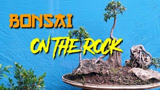 Bonsai On the rock