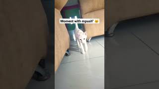 cat daily #short #shorts #shortvideo #kitten #kucing #kucinglucu #cat #catlover