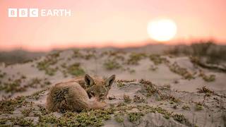 A Journey Through the Baja Desert | Mammals | BBC Earth