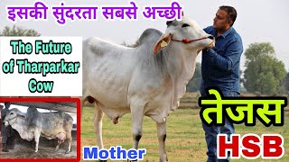 शानदार थारपारकर गाय का बेटा तेजस Tejas India's No 1 Semen Bank HSB #desicow #cow #semenbank 2