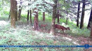 È nato un cucciolo di Cervo Italico nel Parco Regionale delle Serre