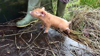 Tamworth piglets @ two days