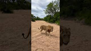 BEAUTIFUL ROADBLOCK | MALE LION #wildlife #nature #naturelovers #africa #lion #krugernationalpark