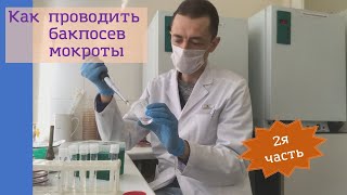 Как проводить бактериологическое исследование мокроты (бакпосев) (2я часть)