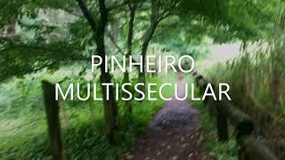 PINHEIRO MULTISSECULAR - NOVA PETRÓPOLIS- RS  - O MAIOR QUE JÁ VI! EXEMPLO DE FORÇA DA NATUREZA